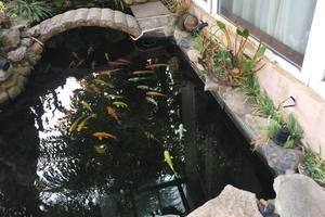 Những yếu tố không thể thiếu khi thiết kế hồ cá Koi