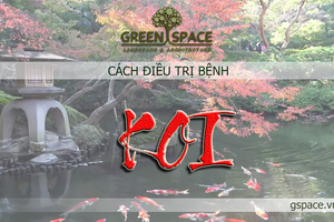 Các triệu chứng bệnh và cách chữa trị cho Koi