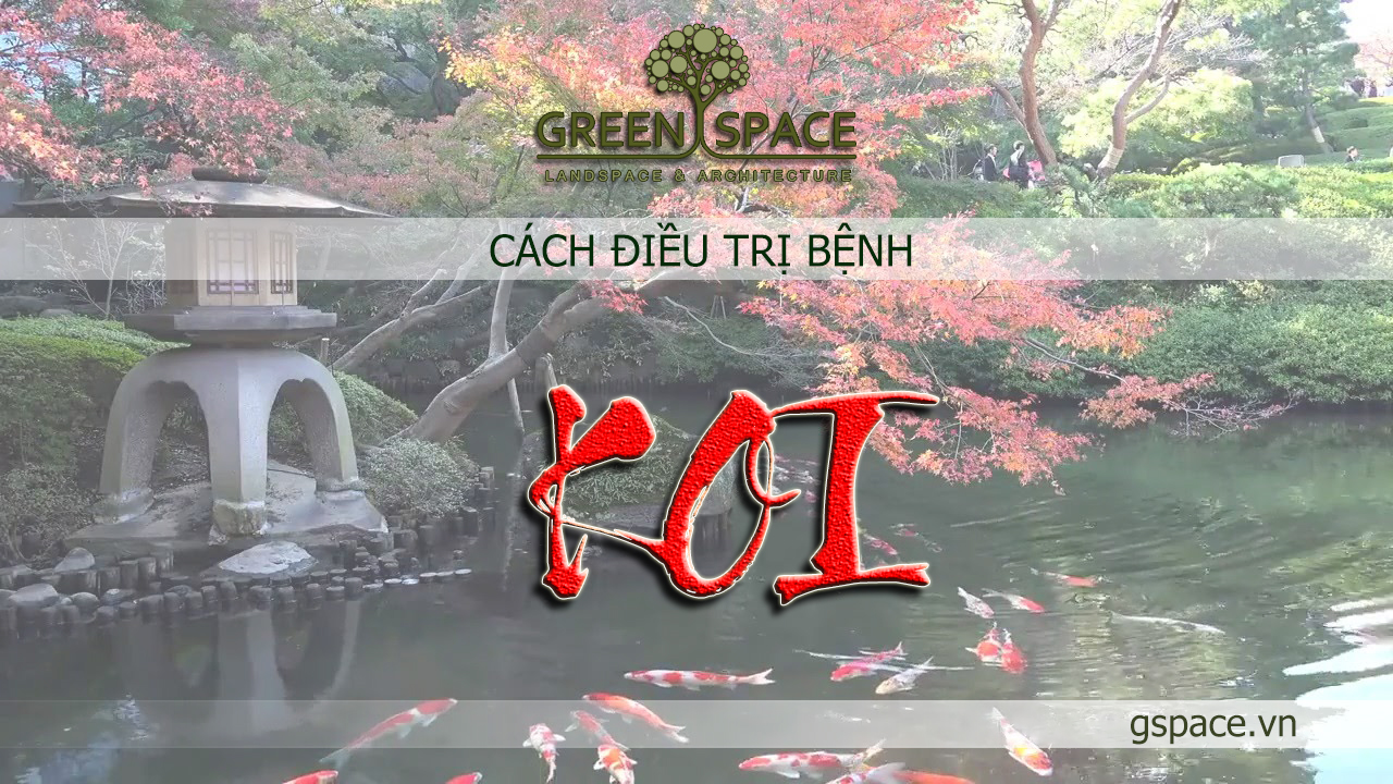 Các triệu chứng bệnh và cách chữa trị cho Koi