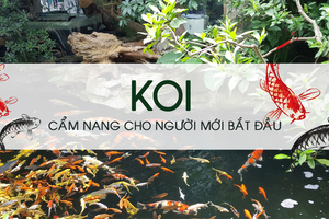 Phần 4: Cẩm nang về Koi cho người mới bắt đầu
