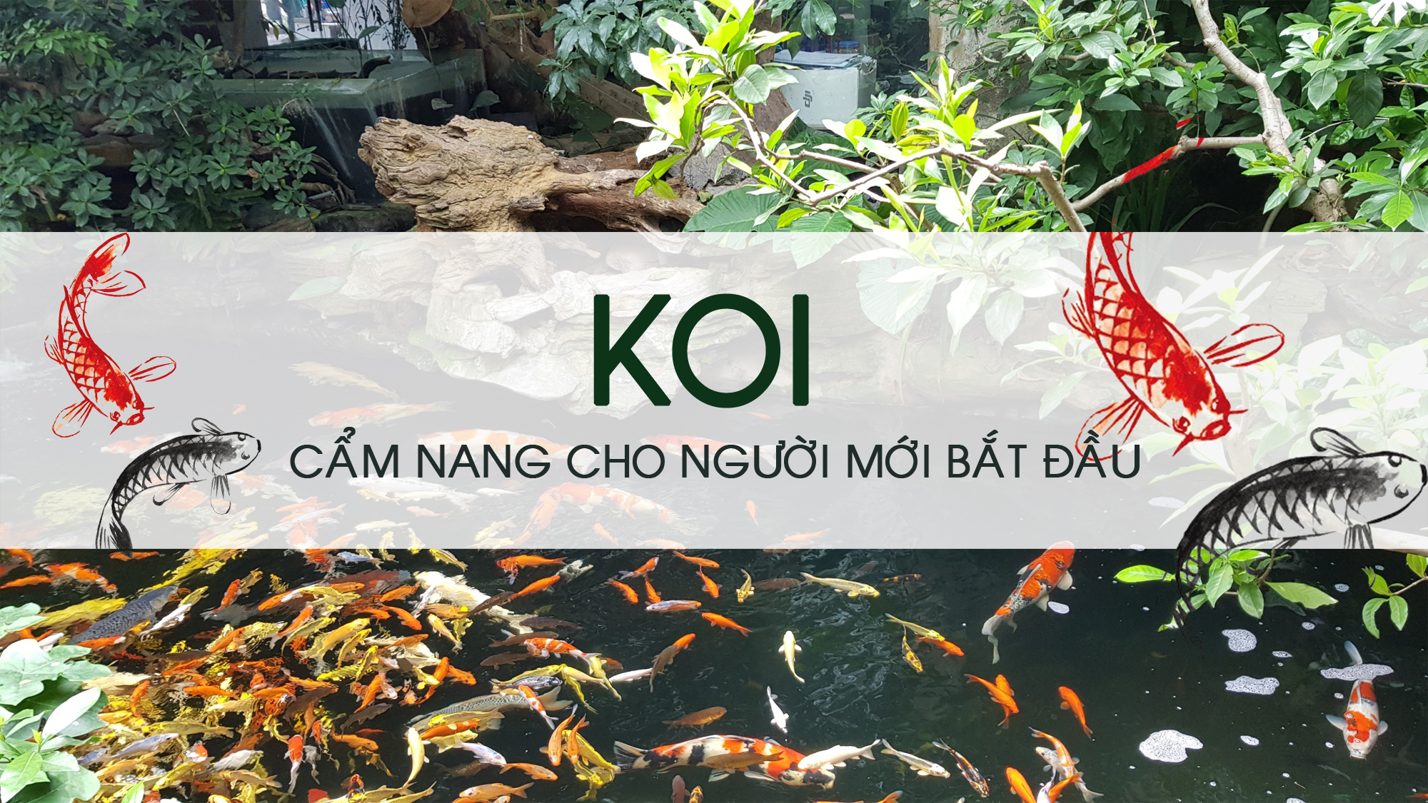 Phần 4: Cẩm nang về Koi cho người mới bắt đầu