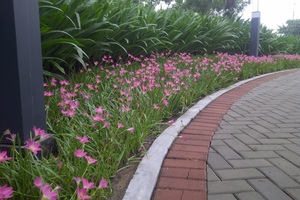 Thi công vườn hoa công viên Gamuda