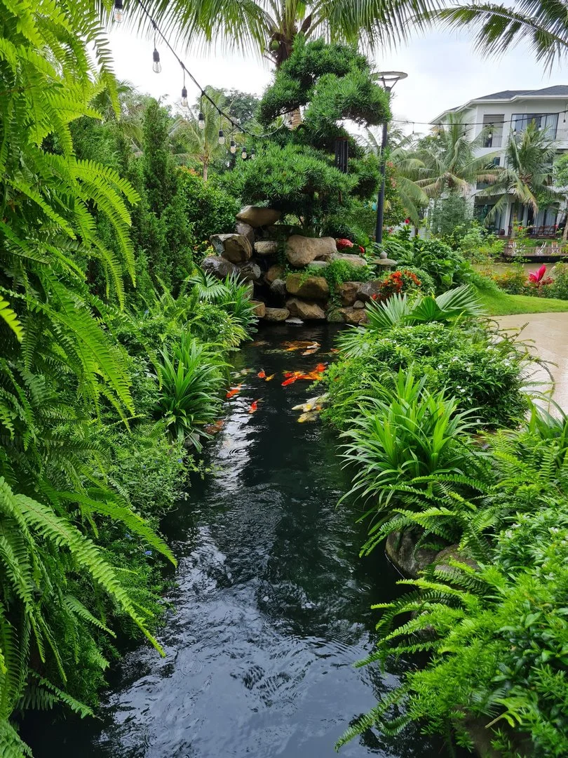Cải tạo hồ cá Koi trong sân vườn thực tế