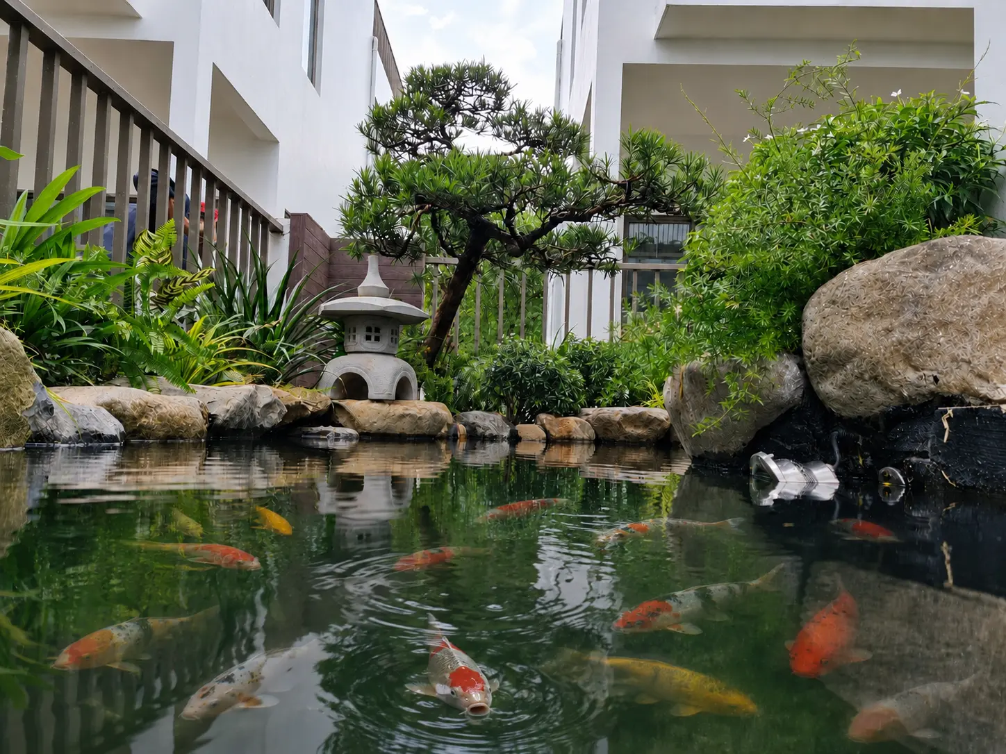 Nghiệm thu và bàn giao hồ cá Koi GSPACE
