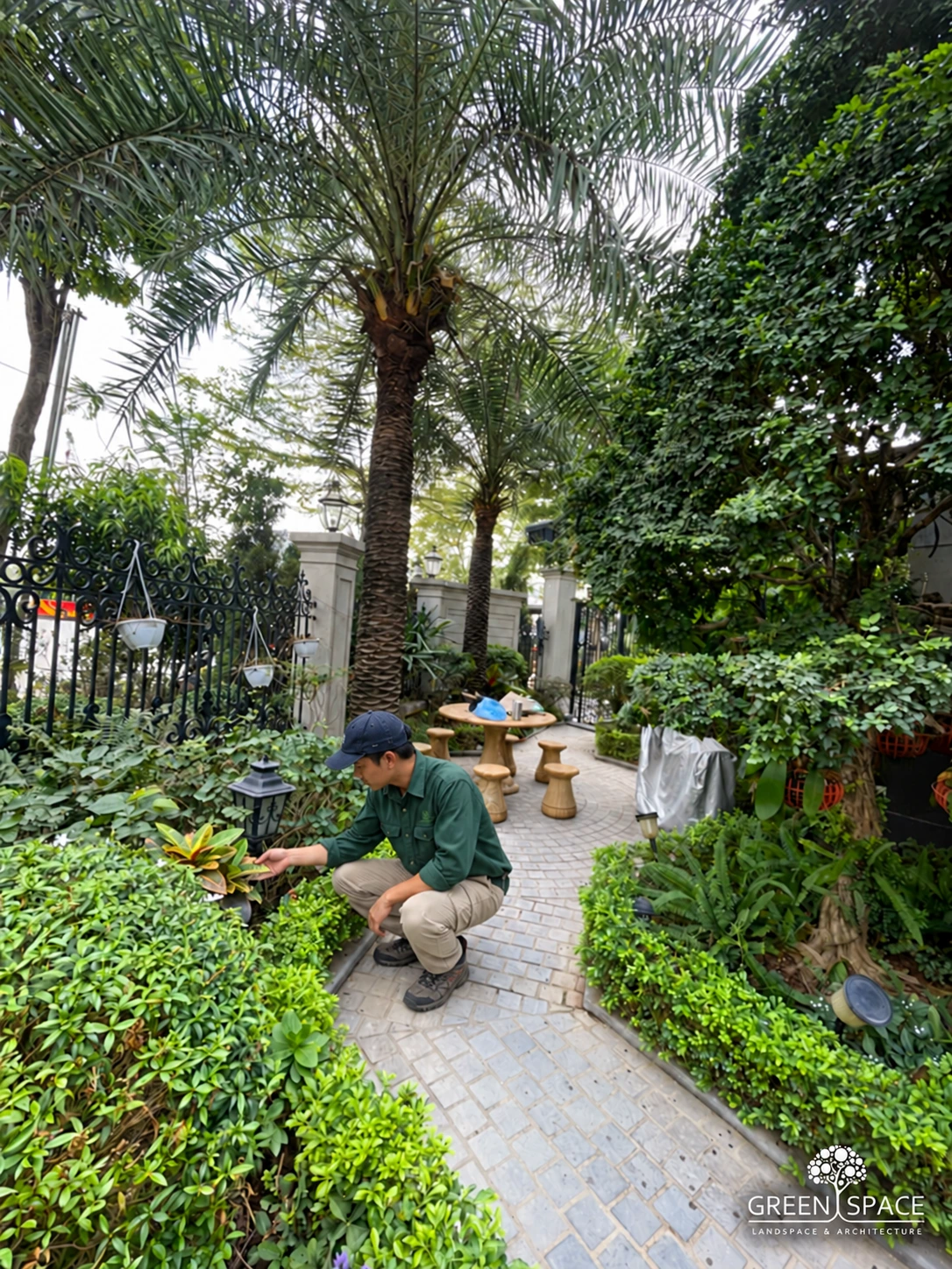 Kiểm tra bầu và thân cây xanh sau khi trồng